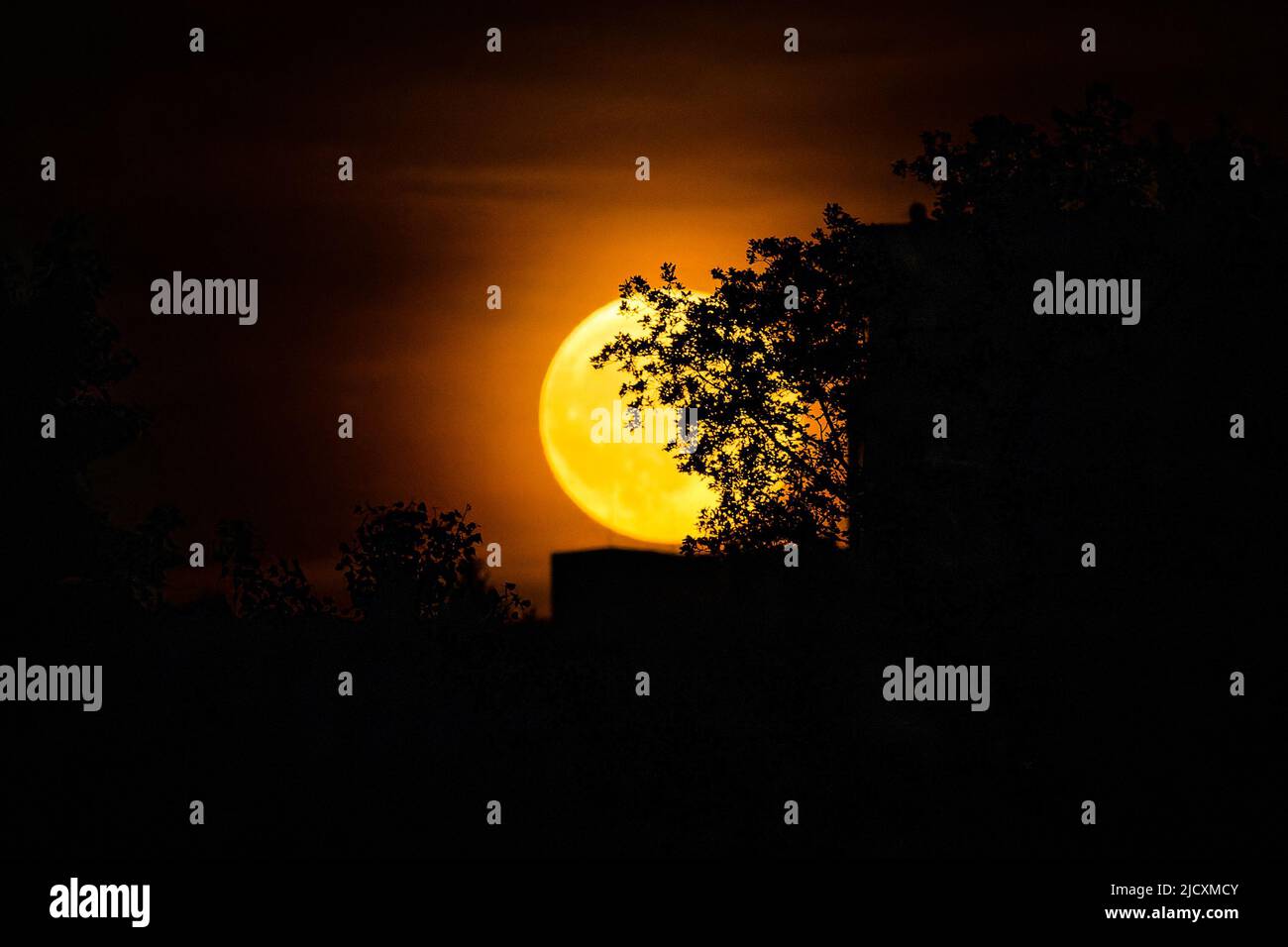 Photo of a big yellow full moon behind a tree and a building silhouette taken on June 14, 2022 in Prague, Czech Republic. Stock Photo