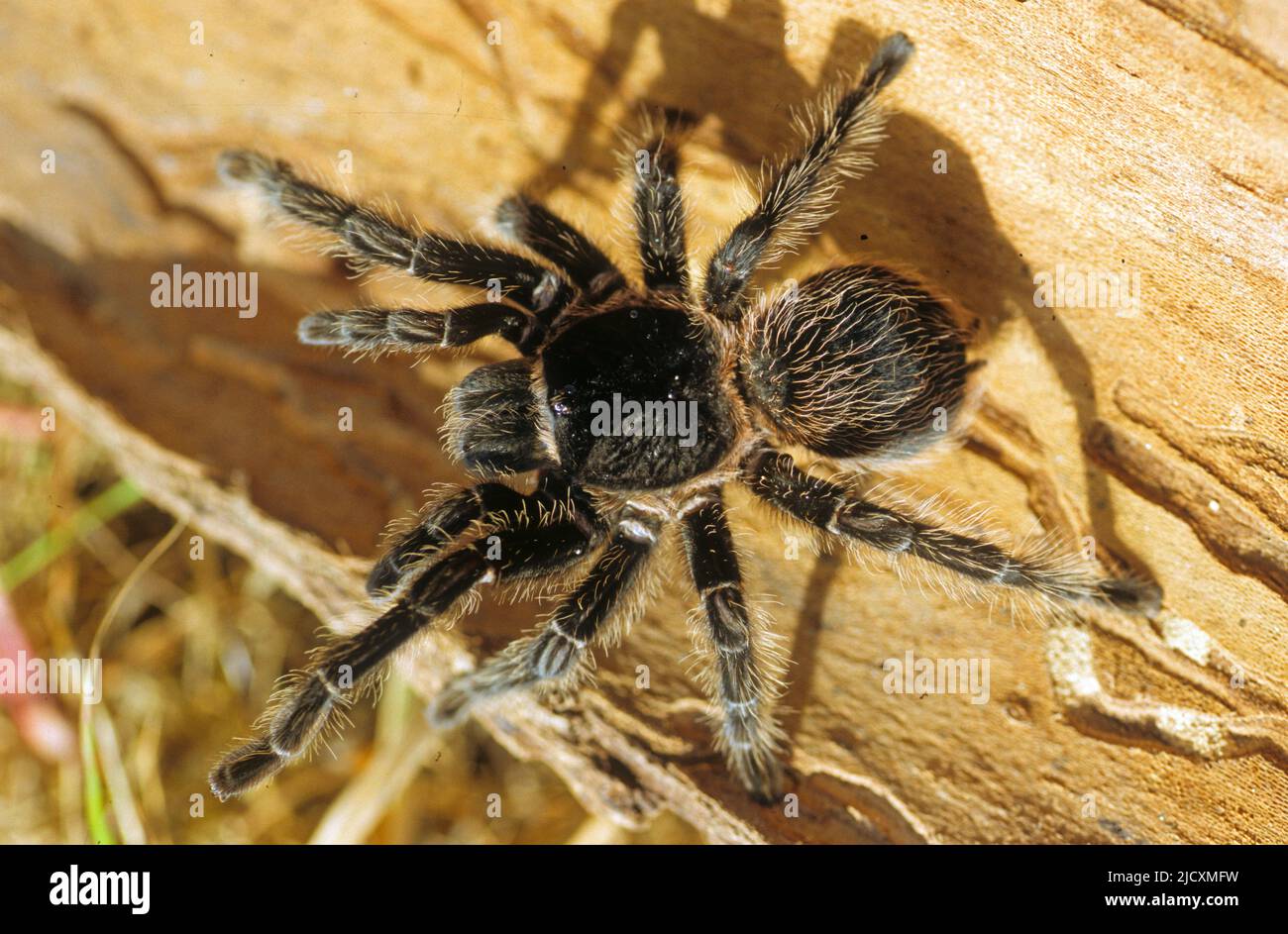 Tarantulas comprise a group of large and often hairy spiders of the family Theraphosidae. Stock Photo