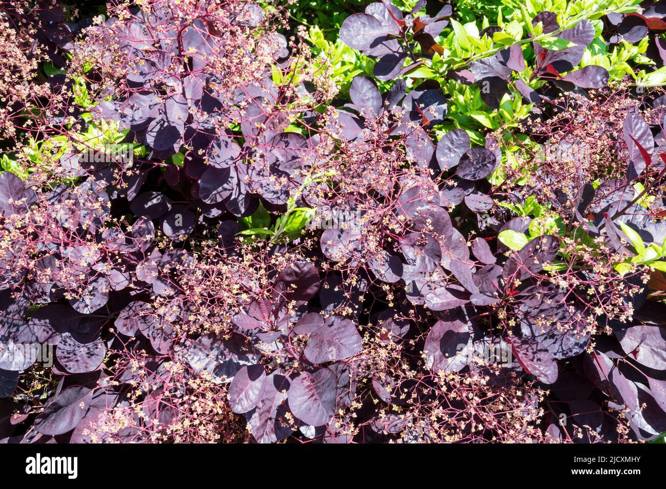 Smoke bush, Cotinus coggygria, with other plants growing through it to ...