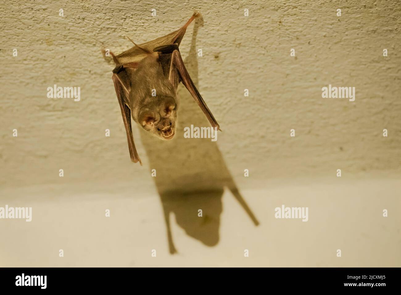 The trident bat or trident leaf-nosed bat (Asellia tridens) is a species of bat in the family Hipposideridae. It is widely distributed in the Middle E Stock Photo