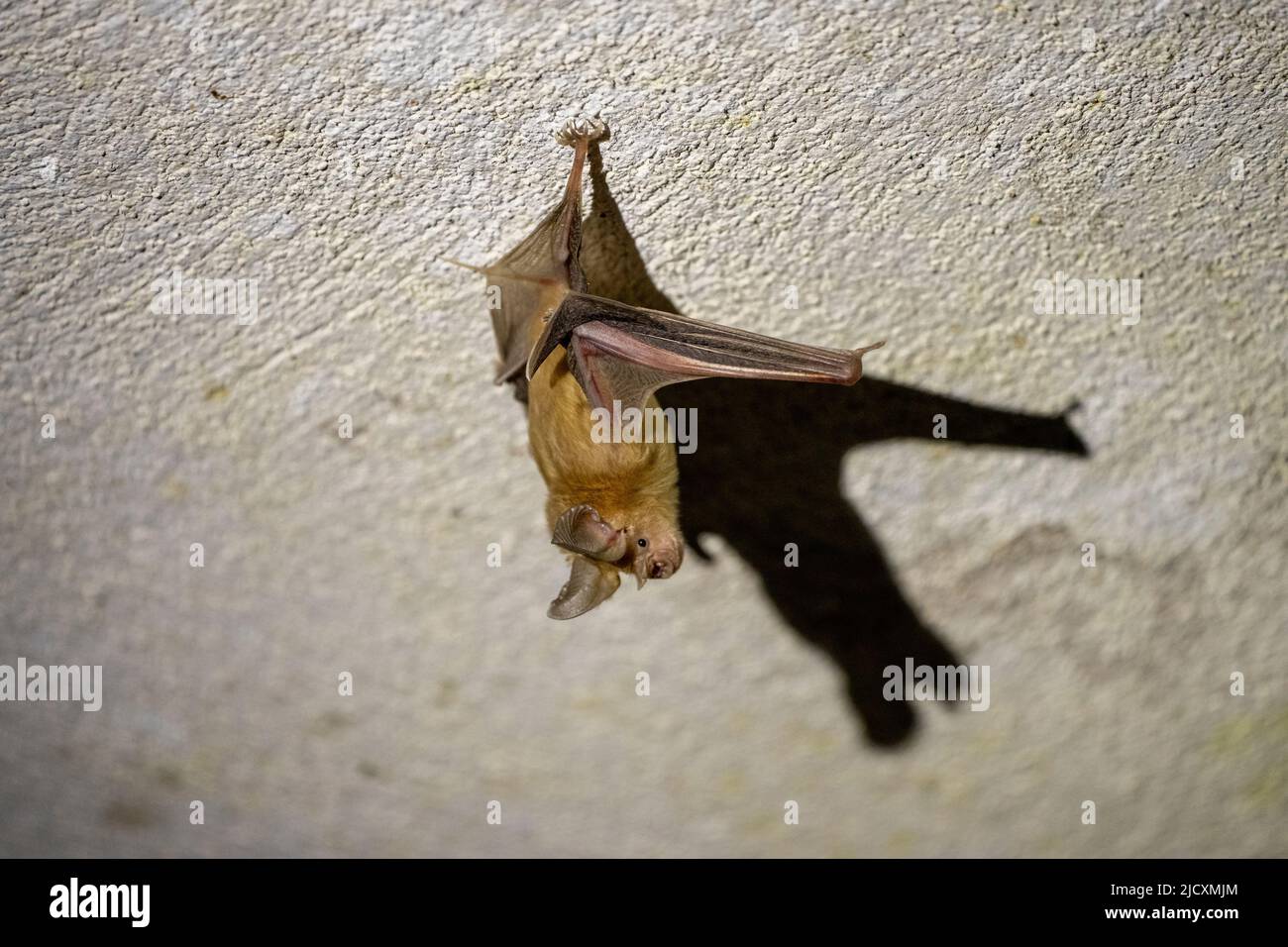 The trident bat or trident leafnosed bat (Asellia tridens) is a
