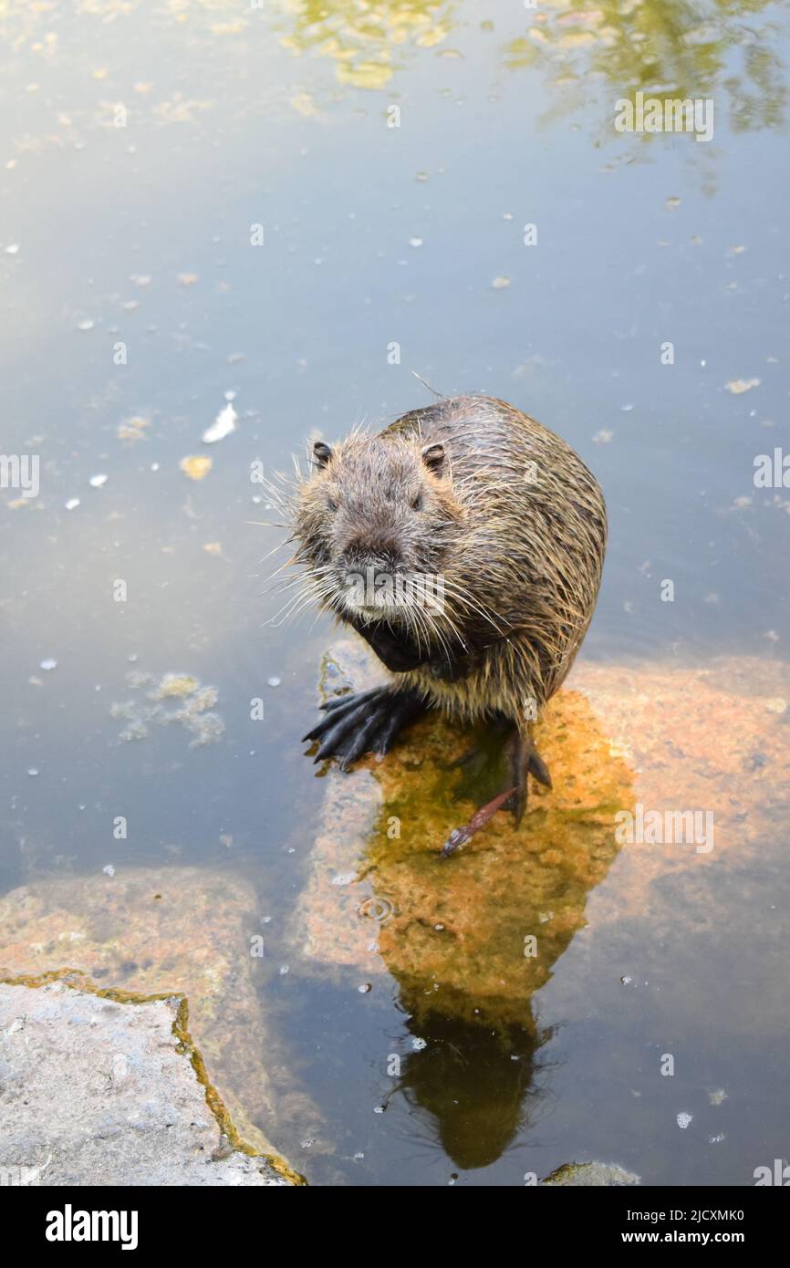 Nutria at a pond Stock Photo Alamy