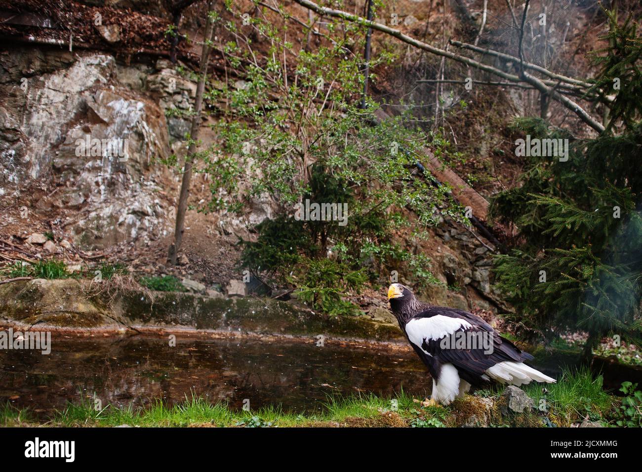 Bald eagle near pound and rocks Stock Photo Alamy