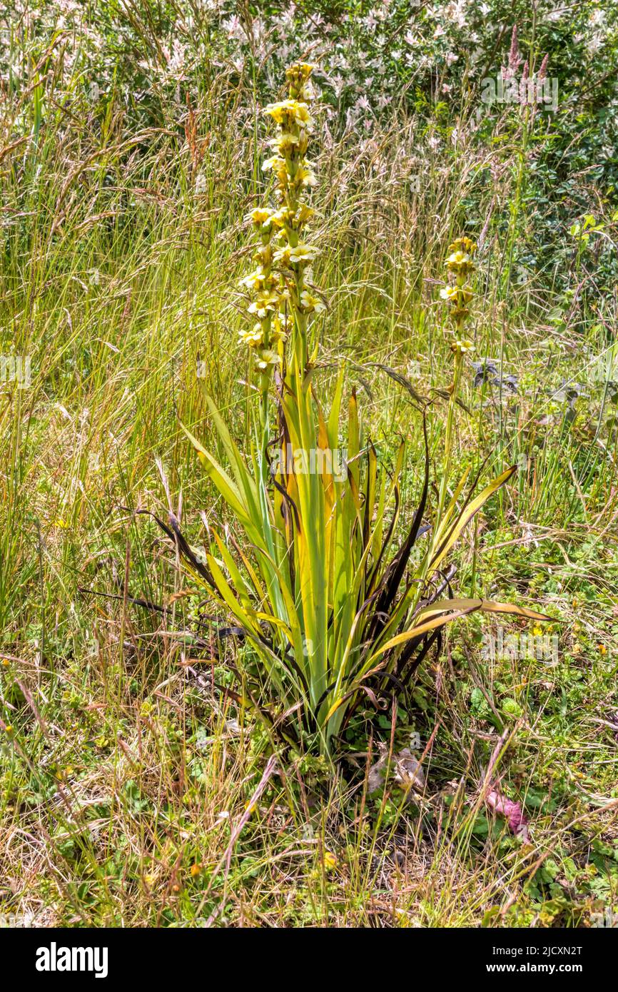 Pale yellow-eyed grass, Sisyrinchium striatum. Stock Photo