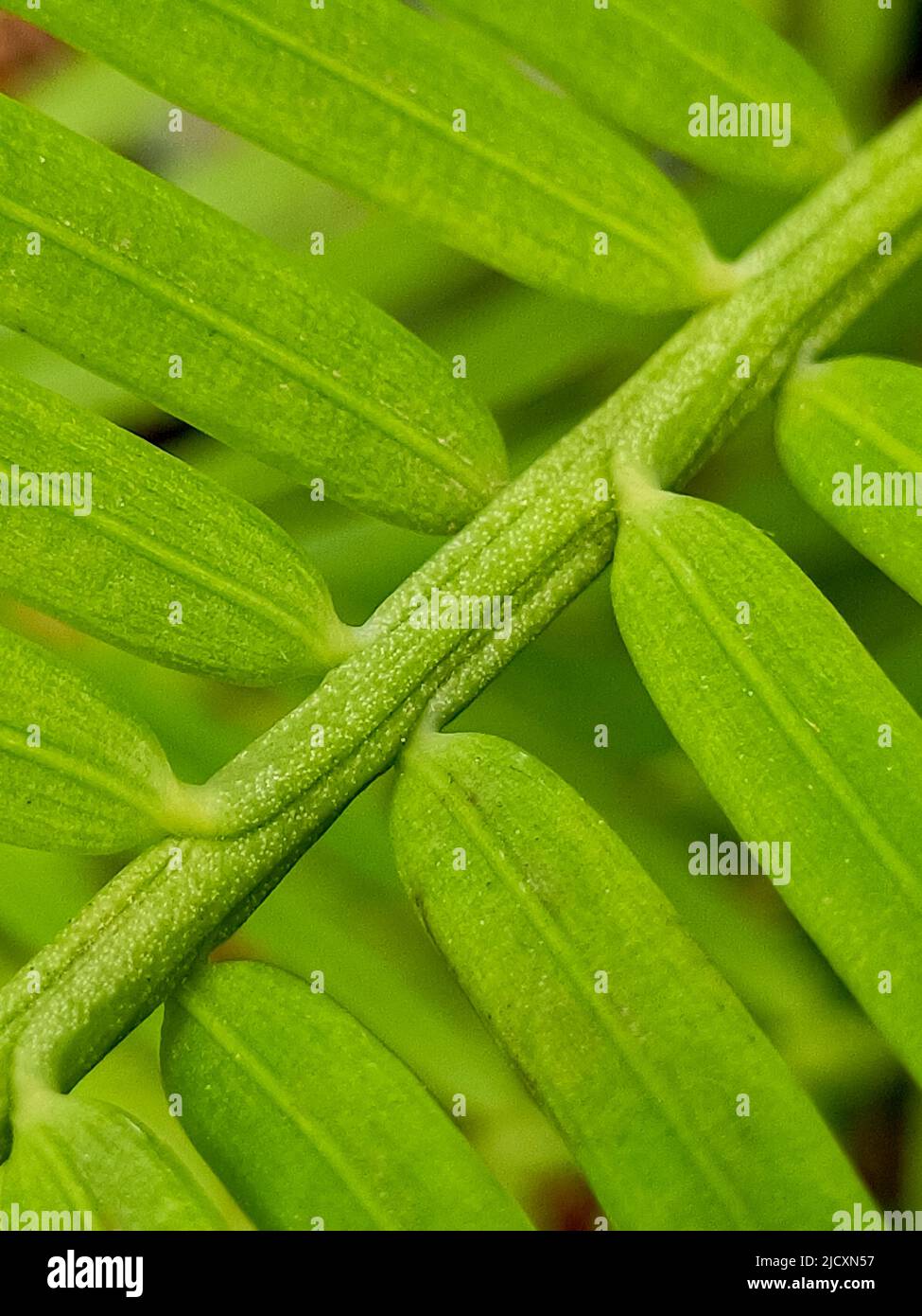 Close up Torreya, evergreen tree with fruit. Evergreen trees with needle-like leaves, the seeds of which are cones.Risk of extinction Stock Photo