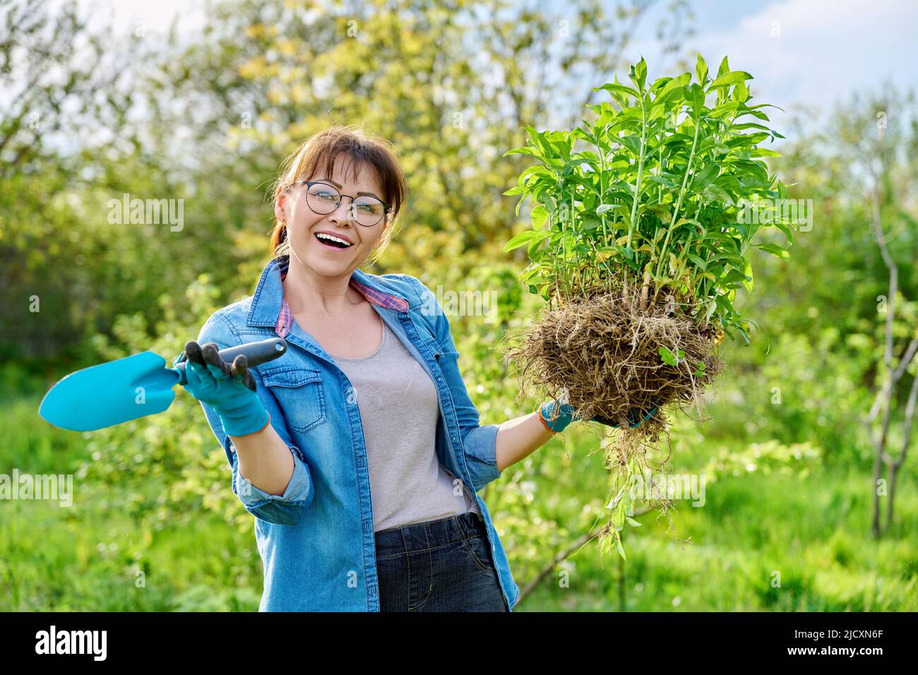 Woman in gardening gloves holding bush of phlox paniculata plant with ...