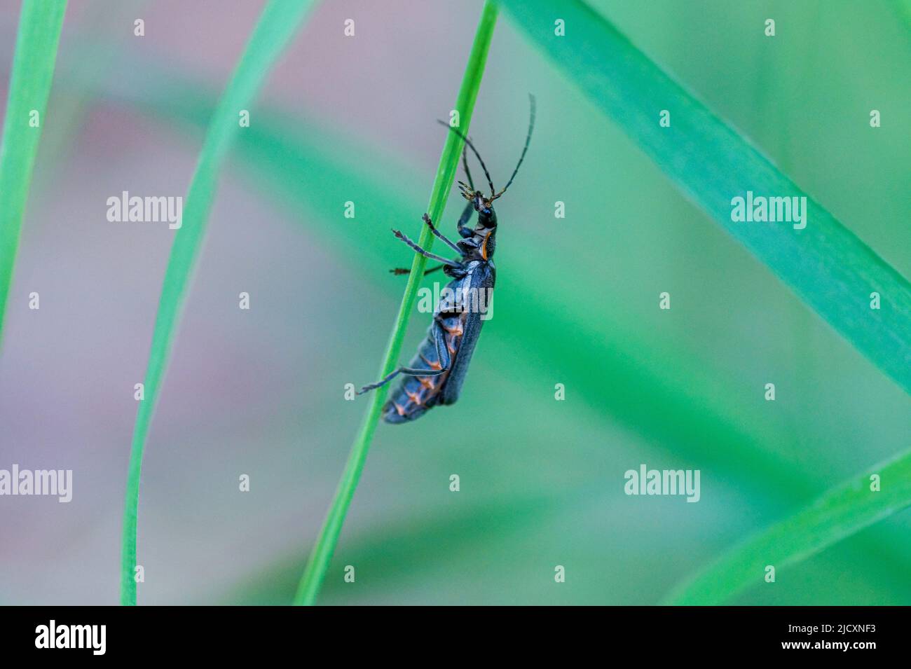 Christaderius Insect Grass bug hi-res stock photography and images - Alamy