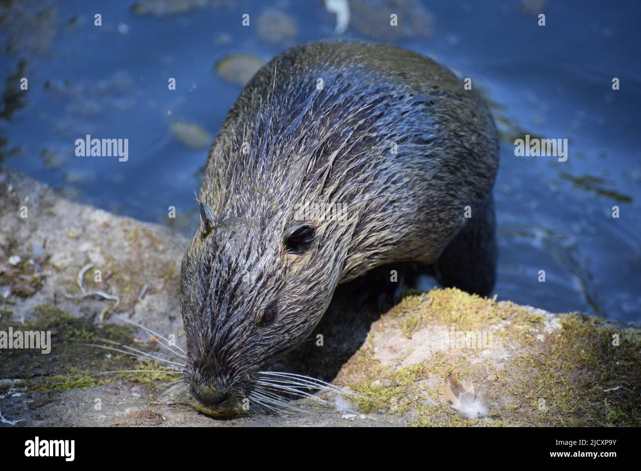 Nutria at a pond Stock Photo