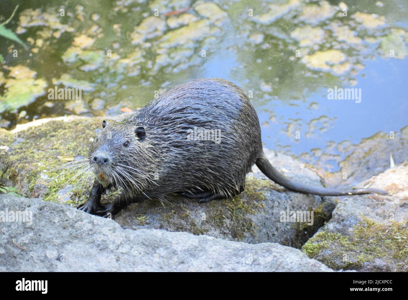 Nutria at a pond Stock Photo