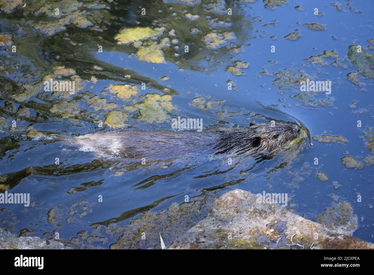 Nutria at a pond Stock Photo