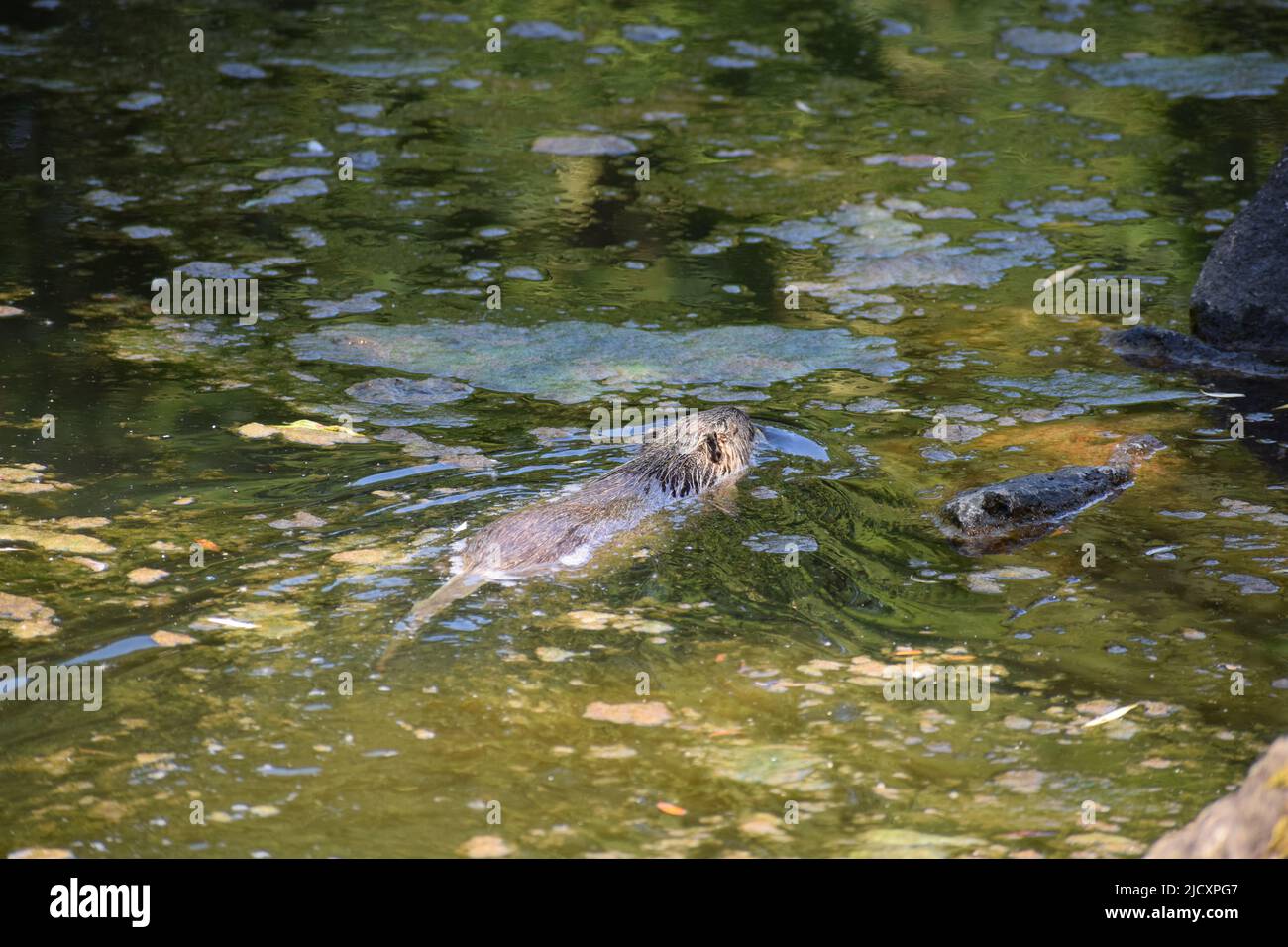 Nutria at a pond Stock Photo