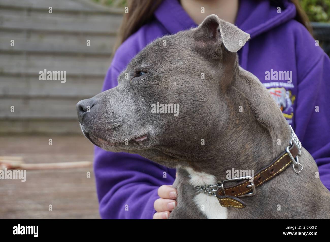 Staffordshire Bull Terrier side view of face Stock Photo