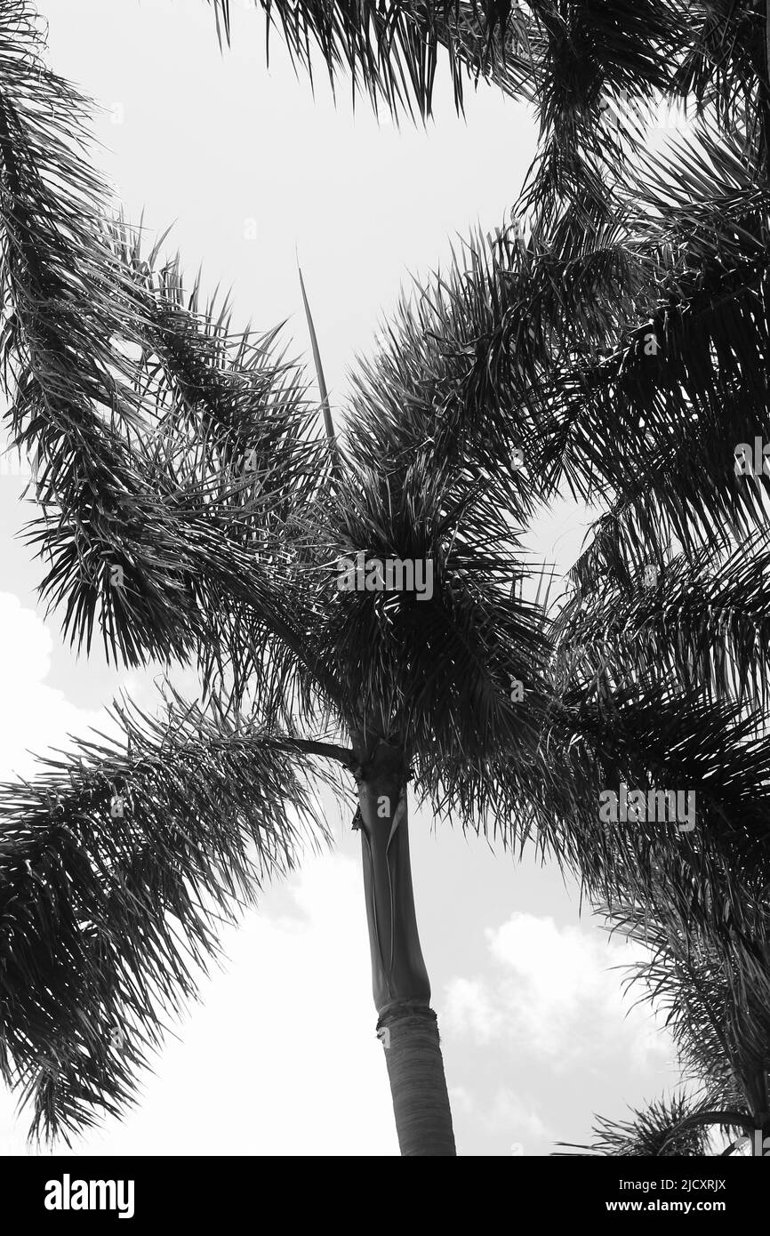 Beautiful tropical palm trees growing in the bright summer sun in black and white Stock Photo