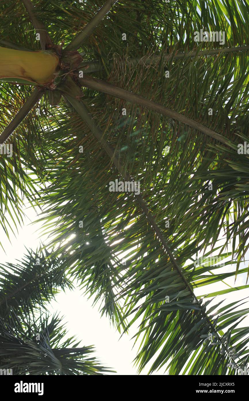 Beautiful tropical palm trees growing in the bright summer sun Stock