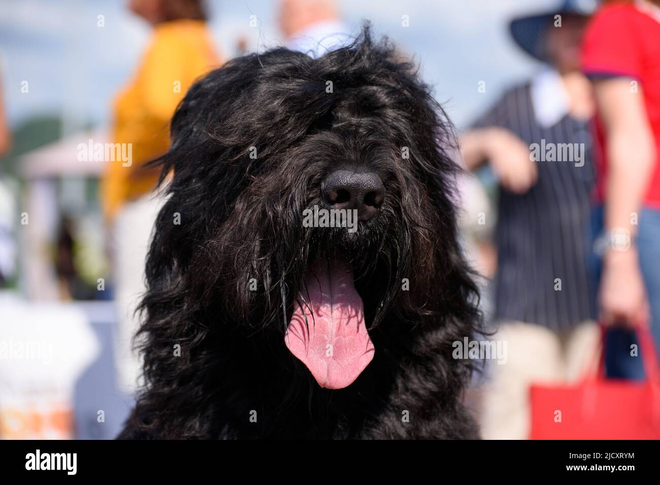 Portrait of a black Russian terrier breed dog. The dog stuck out its tongue. Close-up. Stock Photo