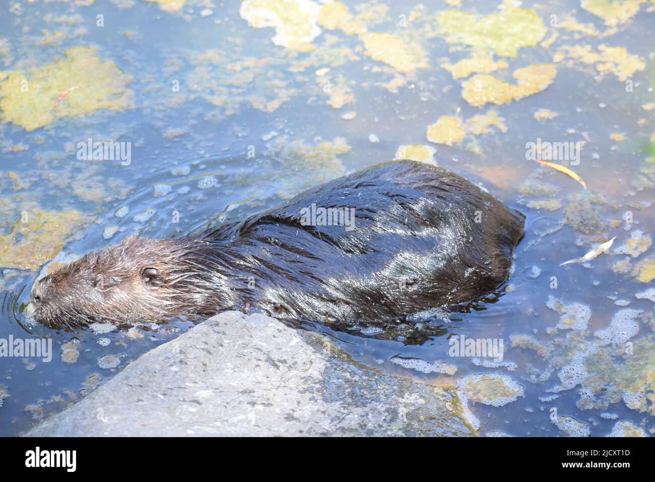 Nutria at a pond Stock Photo