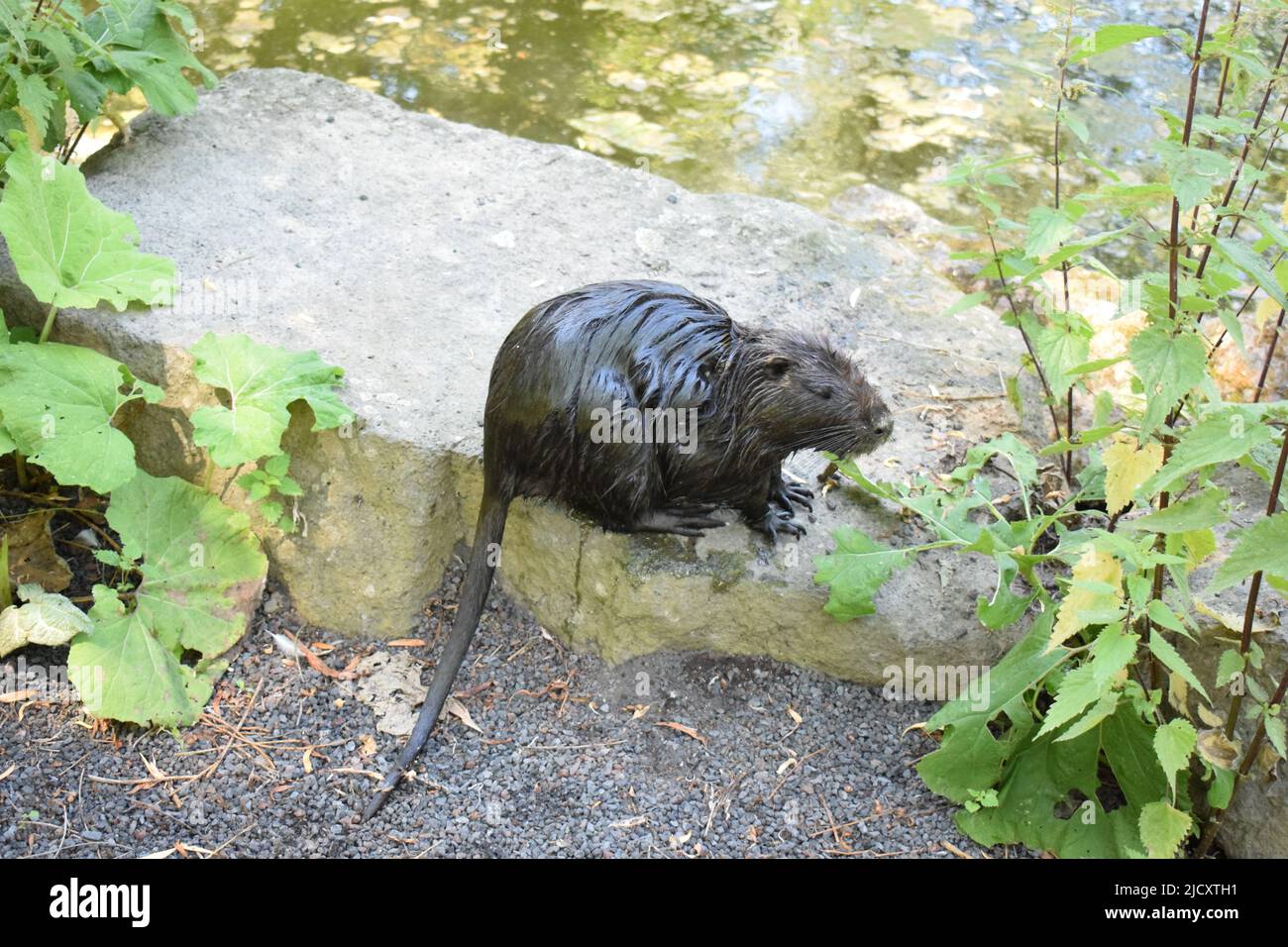 Nutria at a pond Stock Photo