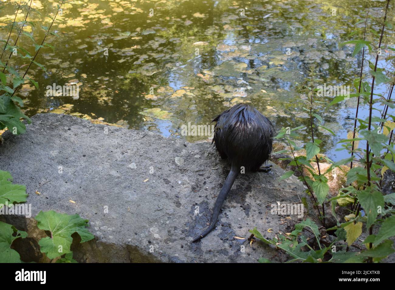 Nutria at a pond Stock Photo