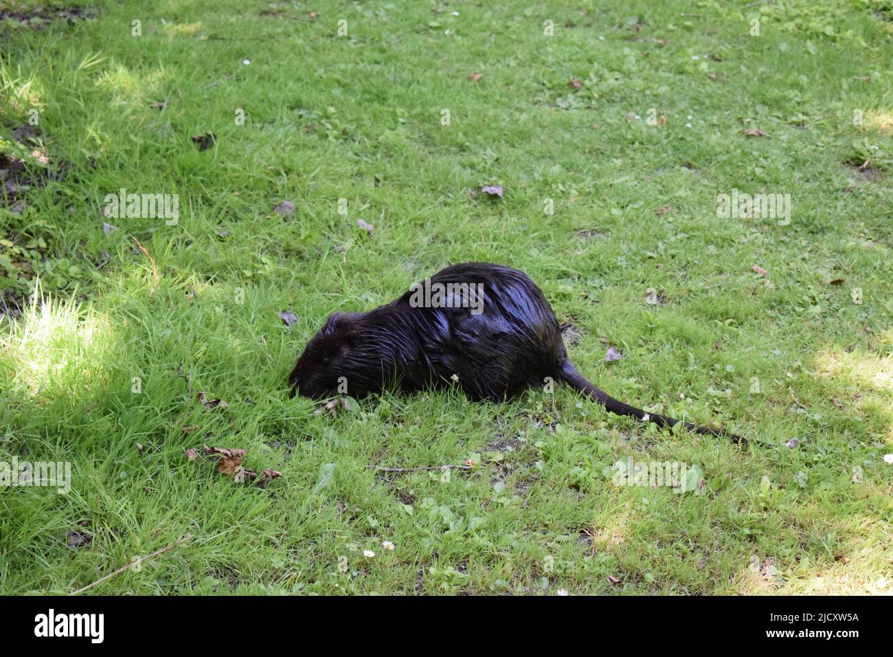 Nutria at a pond Stock Photo