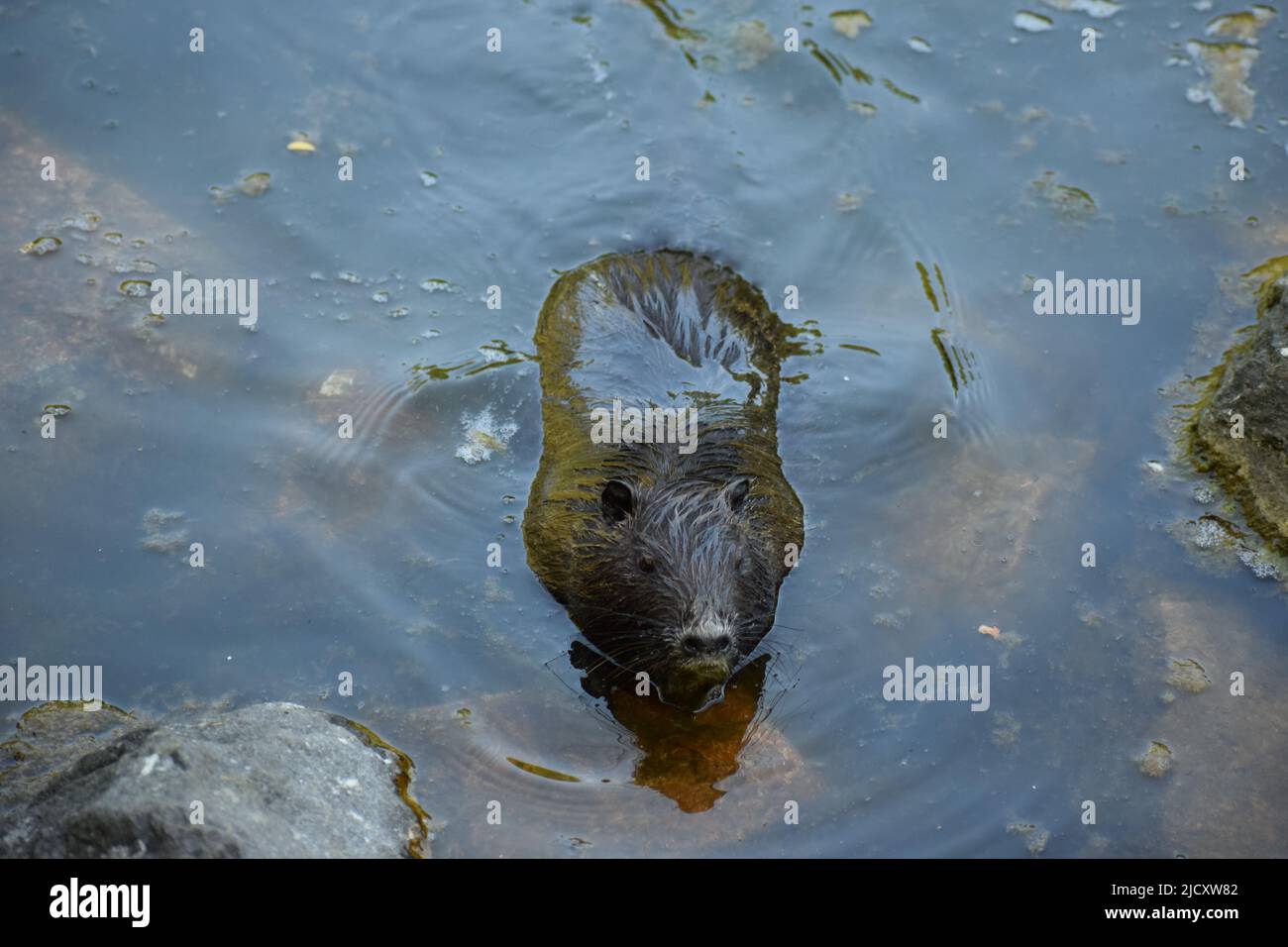 Nutria at a pond Stock Photo