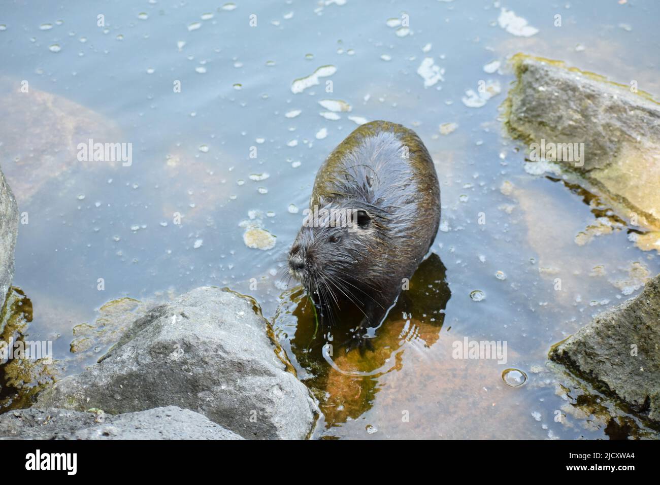 Nutria at a pond Stock Photo