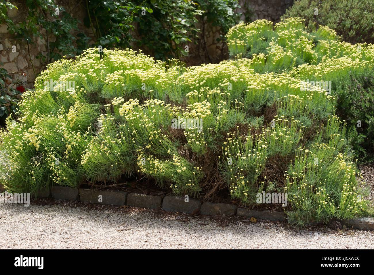 Santolina chamaecyparissus flower bed in bloom in the south of France Stock Photo