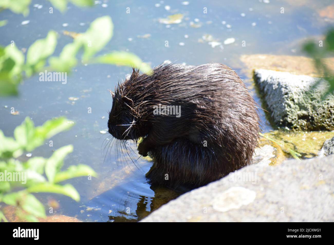 Nutria at a pond Stock Photo