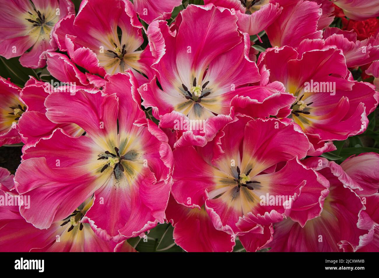 Several white and pink blooming flowers in flower bed Stock Photo