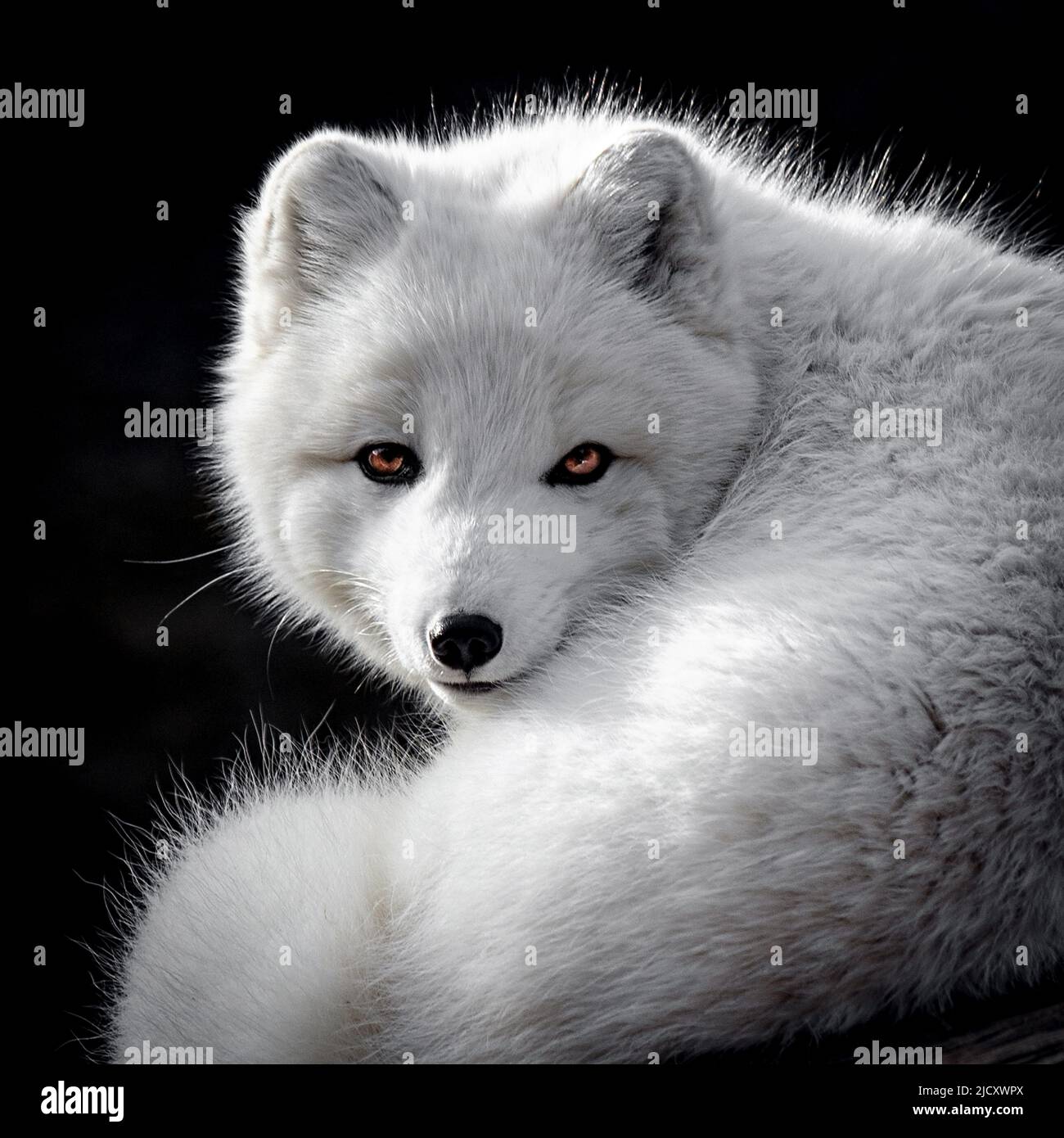 Winter Fox Stock Photo