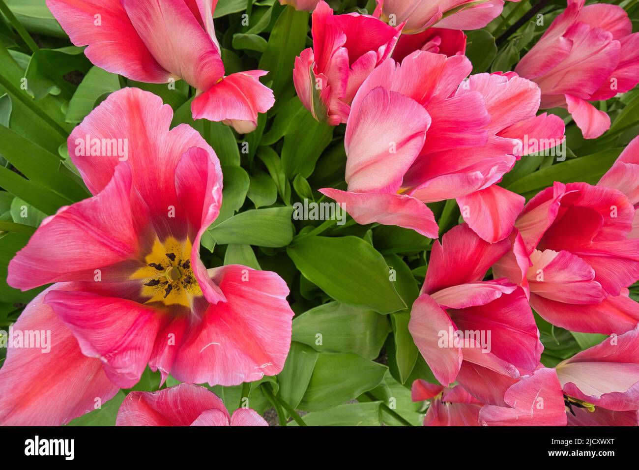Pink flowers photographed from above with an open flower blossom Stock Photo