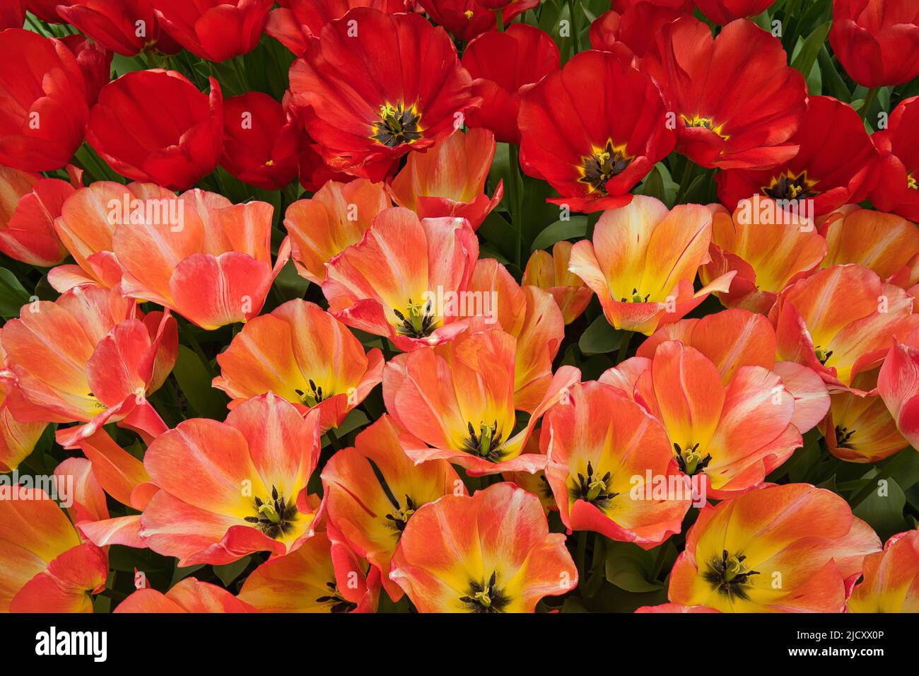Birds eye view of red and orange flowers in flower bed Stock Photo