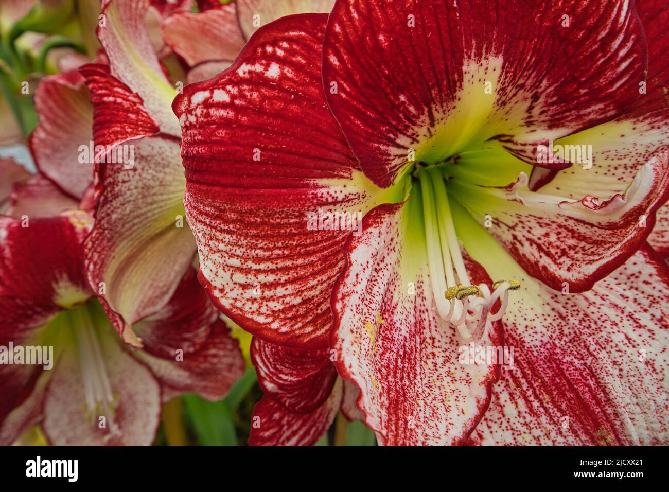 A beautiful close up of a flower in bloom in red and white Stock Photo