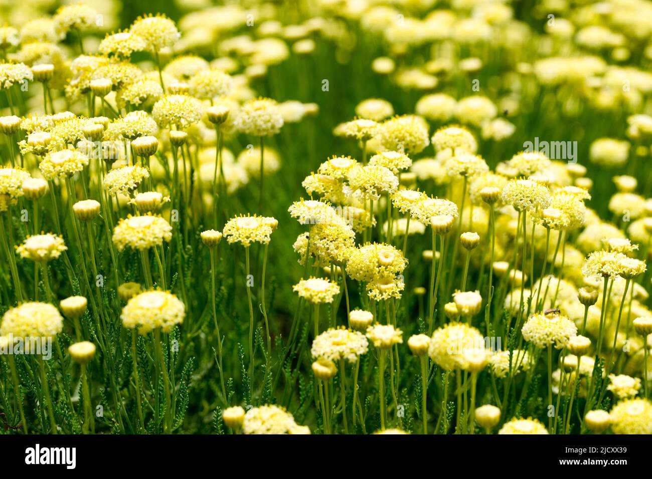 Santolina chamaecyparissus flower bed in bloom in the south of France Stock Photo