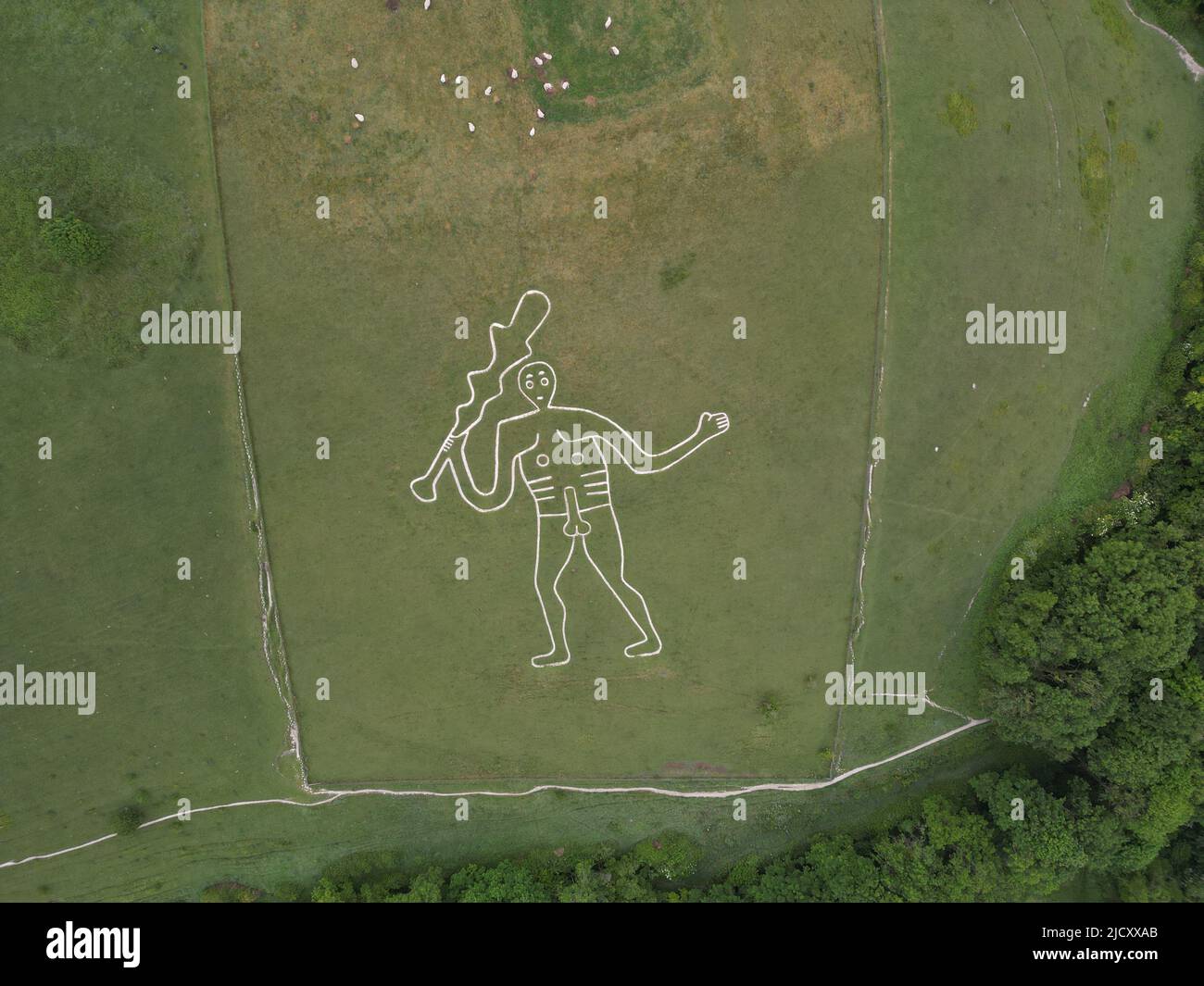 Cerne abbas giant chalk Hill figure. Wessex Ridgeway Longdistance