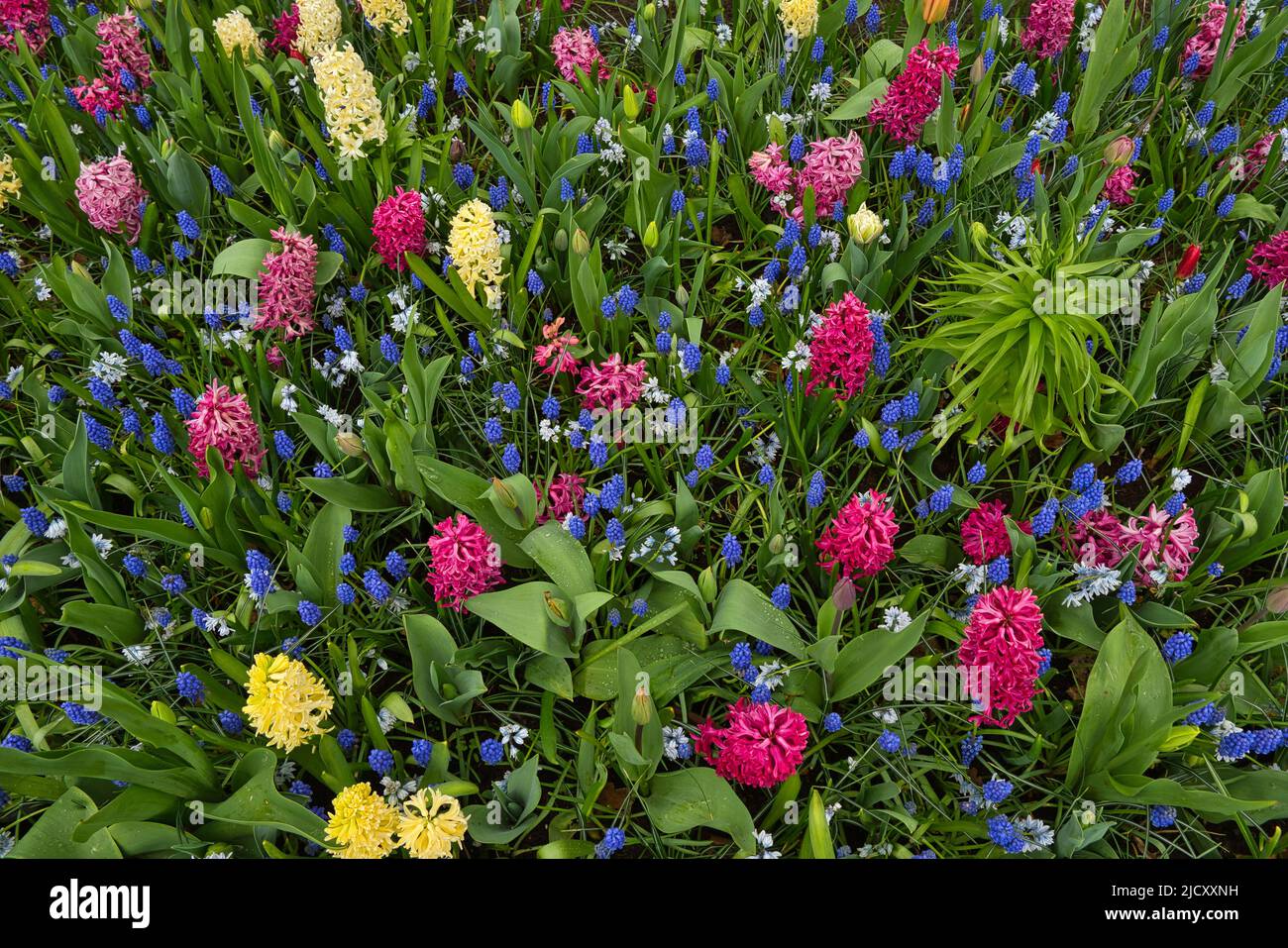 A flower bed with many flowers of different colors Stock Photo