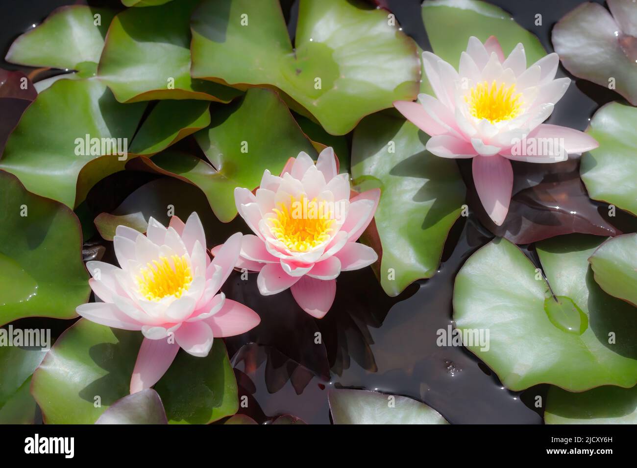 Botany nymphaeaceae white hi-res stock photography and images - Alamy