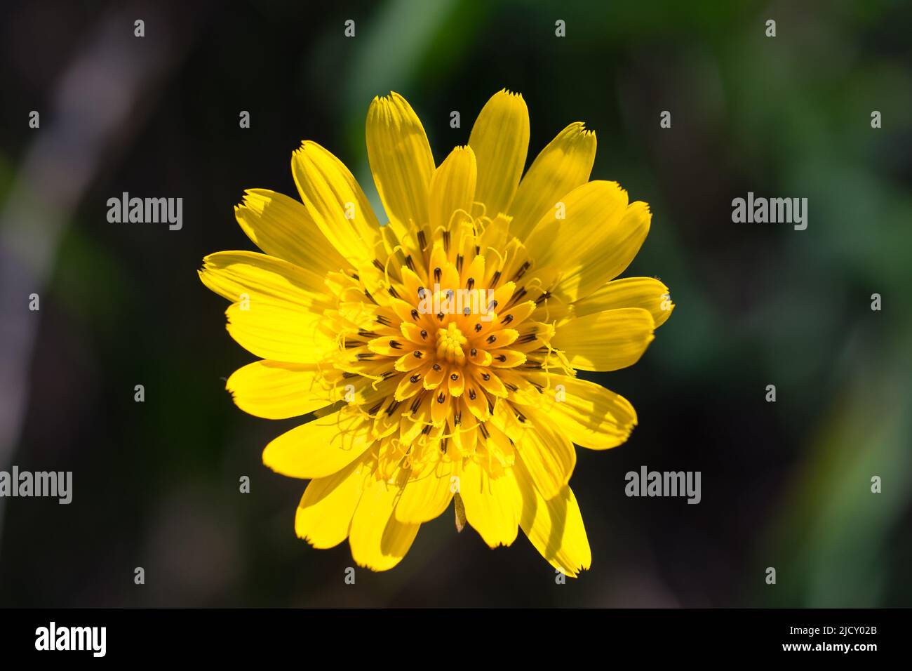 Tragopogon,  goatsbeard yellow flower in meadow closeup selctive focus Stock Photo