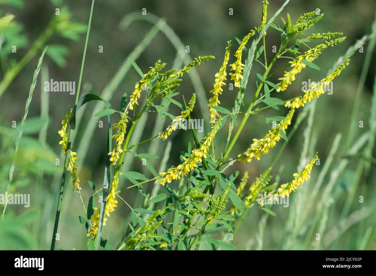 Melilotus officinalis, sweet yellow clover flowers in meadow closeup selective focus Stock Photo