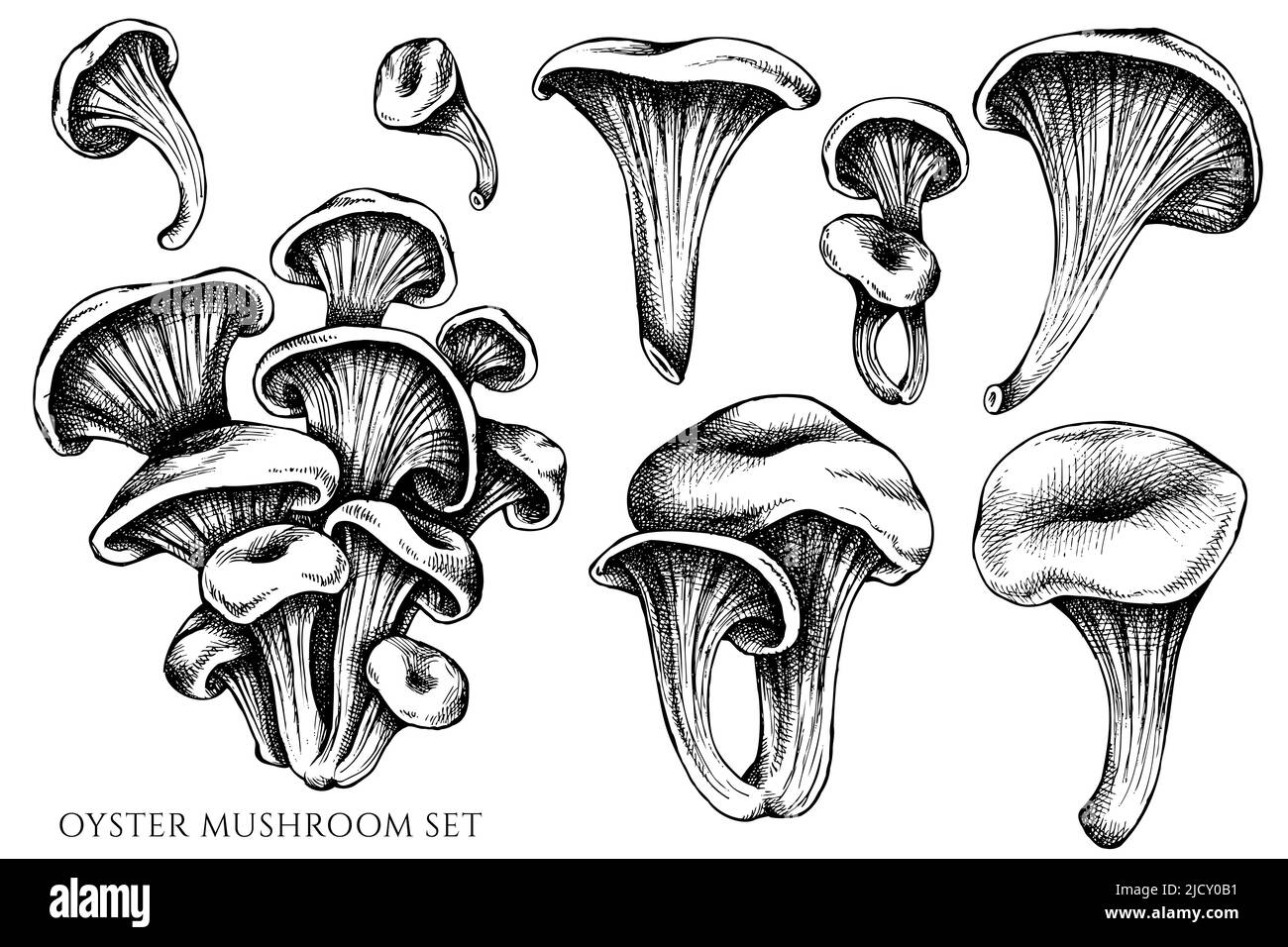 Vector set of hand drawn black and white oyster mushroom Stock Vector Image & Art Alamy