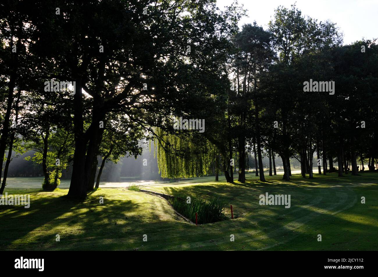 Early morning view over 11th Fairway to small ditch and willow trees, Bentley Golf Club, Brentwood, Essex, England Stock Photo