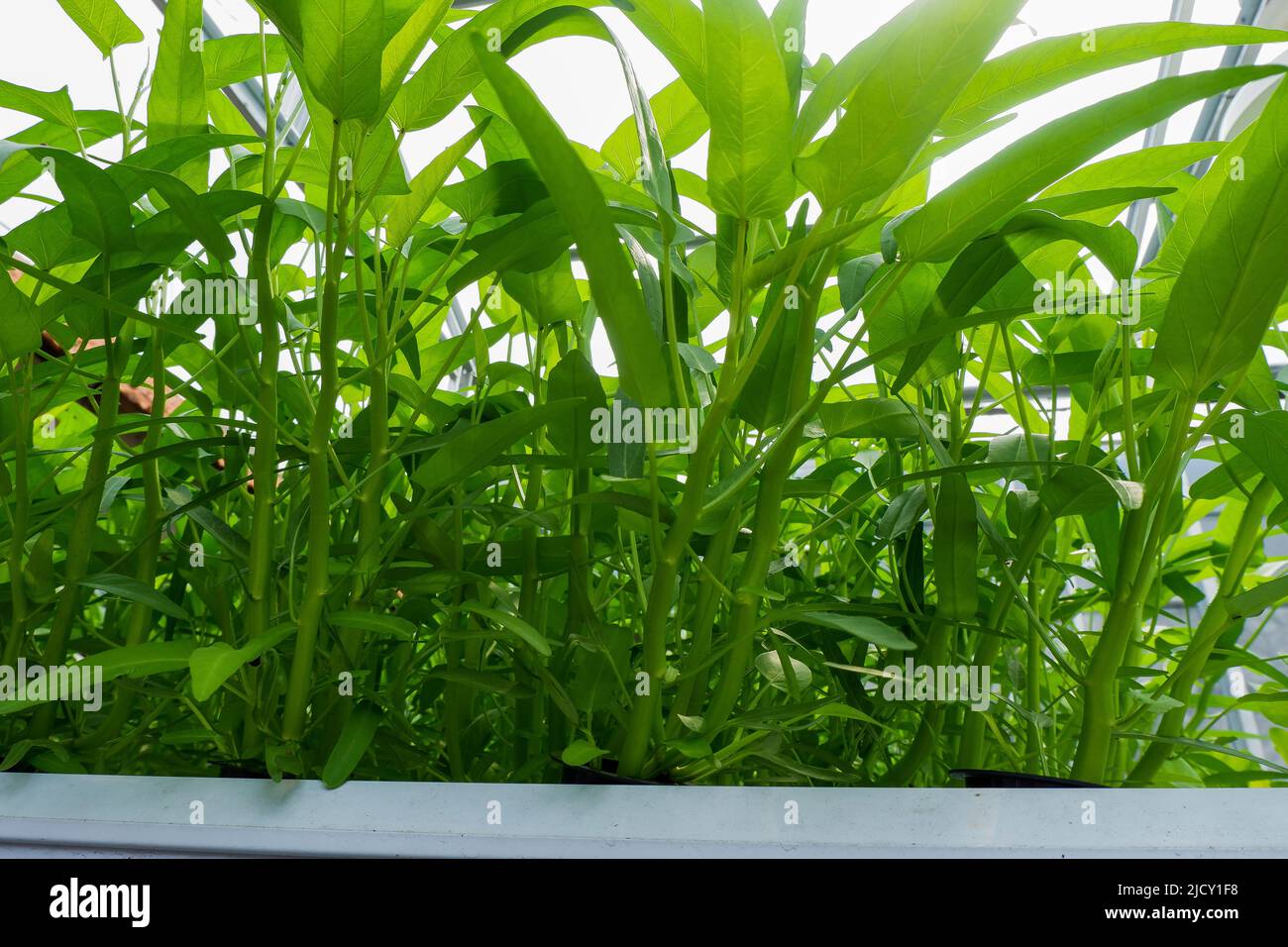 Plant water spinach with hydro system farm. Hydroponics system in indonesia Stock Photo