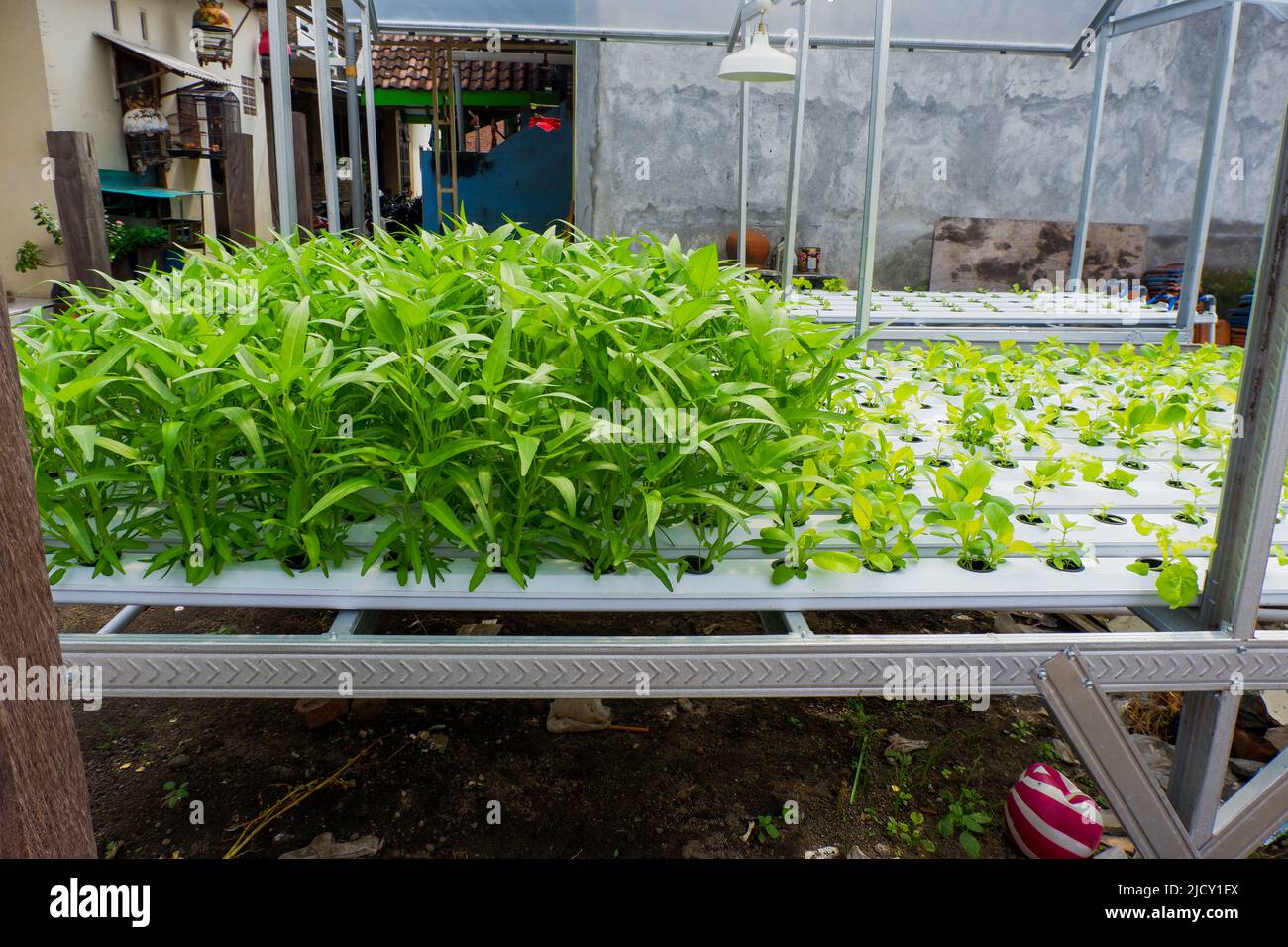 Plant water spinach with hydro system farm. Hydroponics system in indonesia Stock Photo
