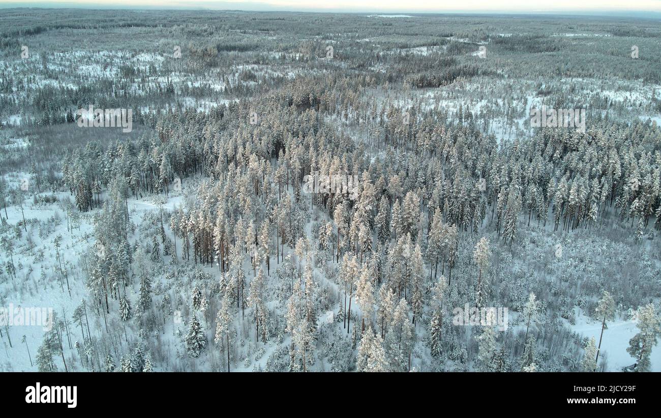 Sunbeams lightly touching the tree tops in winter Stock Photo