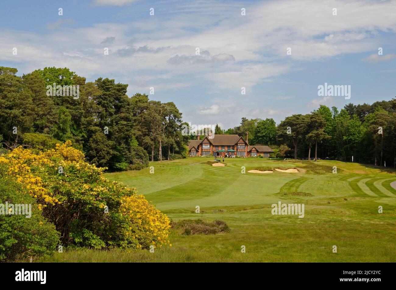 View with yellow bush to 18th Fairway and Green with Clubhouse in background, Swinley Forest Golf Club, Ascot, Berkshire, England Stock Photo