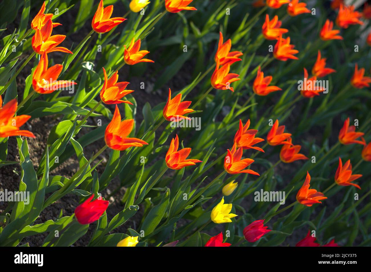 Panoramic field tulips hi-res stock photography and images - Alamy