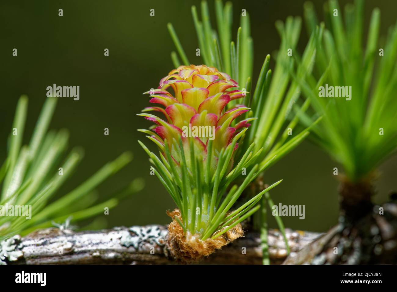 Young ovulate cone of larch tree in spring, beginning of June. Stock Photo