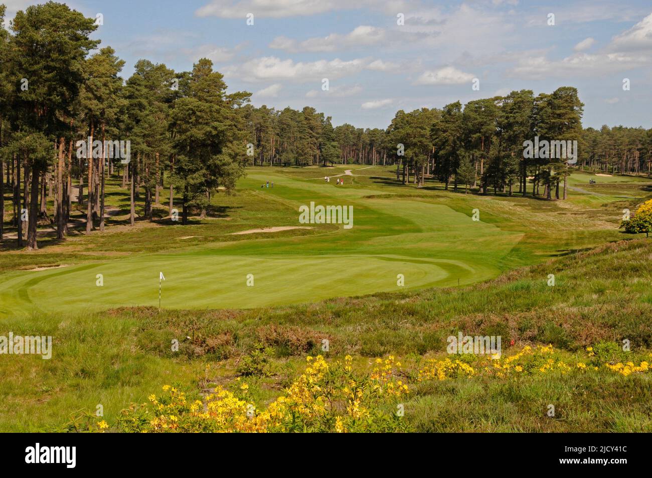 View with yellow bush over 12th Green to the Fairway and Golf Course, Swinley Forest Golf Club, Ascot, Berkshire, England Stock Photo