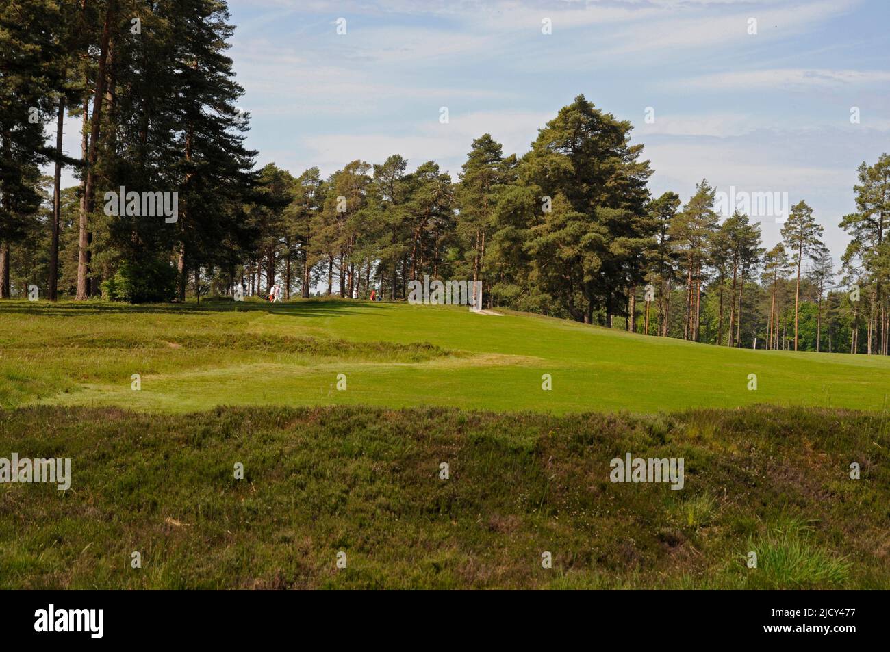 View back over Heather to tee on 11th Hole, Swinley Forest Golf Club, Ascot, Berkshire, England Stock Photo