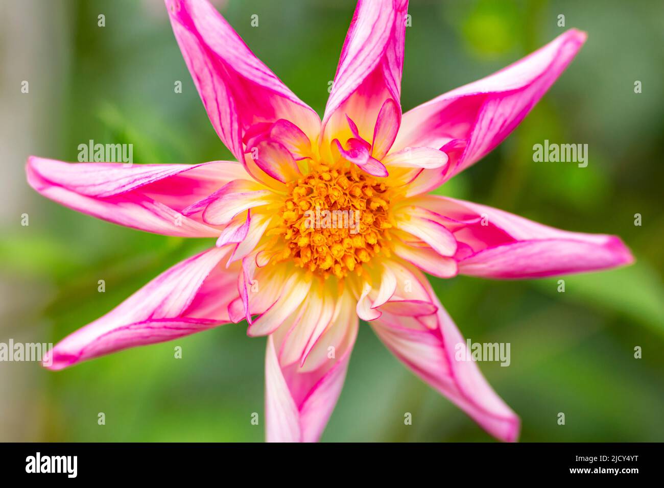 WA21657-00...WASHINGTON - Colorful flower in the Dahlia Display Garden at the Bellevue Botanical Garden. Stock Photo