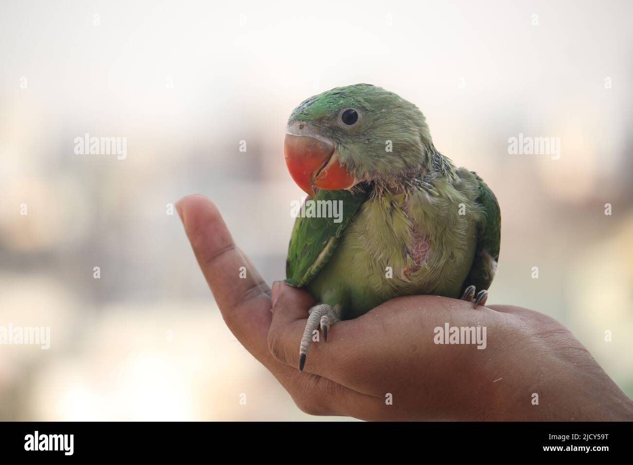 The beautiful baby pheasant in human hands. Stock Photo